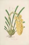 Sertum orchidaceum; A wreath of the most beautiful orchidaceous flowers Pl.14
