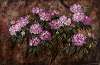 Rododendrony