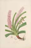 Sertum orchidaceum; A wreath of the most beautiful orchidaceous flowers Pl.15
