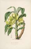 Sertum orchidaceum; A wreath of the most beautiful orchidaceous flowers Pl.16