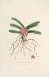 Sertum orchidaceum; A wreath of the most beautiful orchidaceous flowers Pl.17