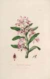 Sertum orchidaceum; A wreath of the most beautiful orchidaceous flowers Pl.18