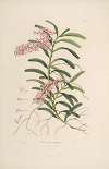 Sertum orchidaceum; A wreath of the most beautiful orchidaceous flowers Pl.19