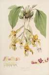 Sertum orchidaceum; A wreath of the most beautiful orchidaceous flowers Pl.20
