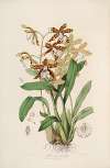 Sertum orchidaceum; A wreath of the most beautiful orchidaceous flowers Pl.21