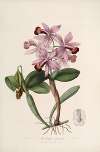 Sertum orchidaceum; A wreath of the most beautiful orchidaceous flowers Pl.22