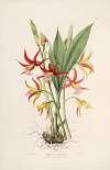 Sertum orchidaceum; A wreath of the most beautiful orchidaceous flowers Pl.23