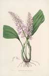 Sertum orchidaceum; A wreath of the most beautiful orchidaceous flowers Pl.24