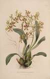 Sertum orchidaceum; A wreath of the most beautiful orchidaceous flowers Pl.25