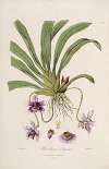 Sertum orchidaceum; A wreath of the most beautiful orchidaceous flowers Pl.26