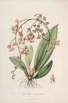 Sertum orchidaceum; A wreath of the most beautiful orchidaceous flowers Pl.27