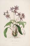 Sertum orchidaceum; A wreath of the most beautiful orchidaceous flowers Pl.28