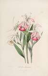 Sertum orchidaceum; A wreath of the most beautiful orchidaceous flowers Pl.29