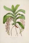 Sertum orchidaceum; A wreath of the most beautiful orchidaceous flowers Pl.30