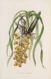 Sertum orchidaceum; A wreath of the most beautiful orchidaceous flowers Pl.31