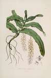 Sertum orchidaceum; A wreath of the most beautiful orchidaceous flowers Pl.32