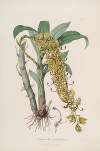 Sertum orchidaceum; A wreath of the most beautiful orchidaceous flowers Pl.33