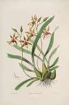 Sertum orchidaceum; A wreath of the most beautiful orchidaceous flowers Pl.34