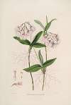 Sertum orchidaceum; A wreath of the most beautiful orchidaceous flowers Pl.36