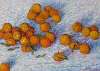 Les Oranges