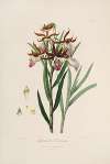 Sertum orchidaceum; A wreath of the most beautiful orchidaceous flowers Pl.37