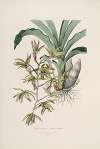 Sertum orchidaceum; A wreath of the most beautiful orchidaceous flowers Pl.38