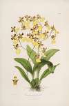 Sertum orchidaceum; A wreath of the most beautiful orchidaceous flowers Pl.39