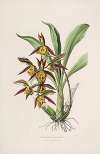 Sertum orchidaceum; A wreath of the most beautiful orchidaceous flowers Pl.41
