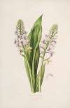 Sertum orchidaceum; A wreath of the most beautiful orchidaceous flowers Pl.42
