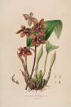 Sertum orchidaceum; A wreath of the most beautiful orchidaceous flowers Pl.43