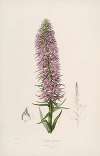Sertum orchidaceum; A wreath of the most beautiful orchidaceous flowers Pl.44