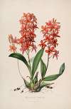 Sertum orchidaceum; A wreath of the most beautiful orchidaceous flowers Pl.45