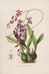 Sertum orchidaceum; A wreath of the most beautiful orchidaceous flowers Pl.46