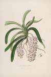 Sertum orchidaceum; A wreath of the most beautiful orchidaceous flowers Pl.47
