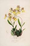 Sertum orchidaceum; A wreath of the most beautiful orchidaceous flowers Pl.48