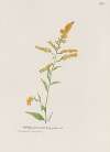 Early golden rod