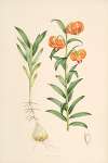 Lilium Carniolicum