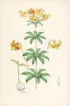 Lilium Columbianum