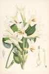 Lilium Cordifolium