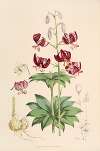 Lilium martagon var dalmaticum