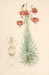 Lilium Pomponium