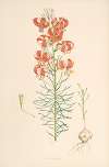 Lilium Tenuifolium