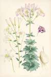 Lilium Washingtonianum var purpureum