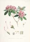 The Rhododendrons of Sikkim-Himalaya Pl.17