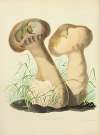 Illustrations of British mycology Pl.14