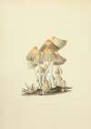 Illustrations of British mycology Pl.55