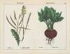 Forage or Field Plants (Rape, Ryegrass, Red-beet)