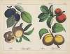 Fruits (Plum, Peach, Apple, Apricot)