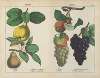 Fruits (Quince, Pear, Medlar, Grape)