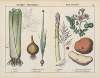 Kitchen vegetables and roots (Celery, Onion, Asparagus, Potato)